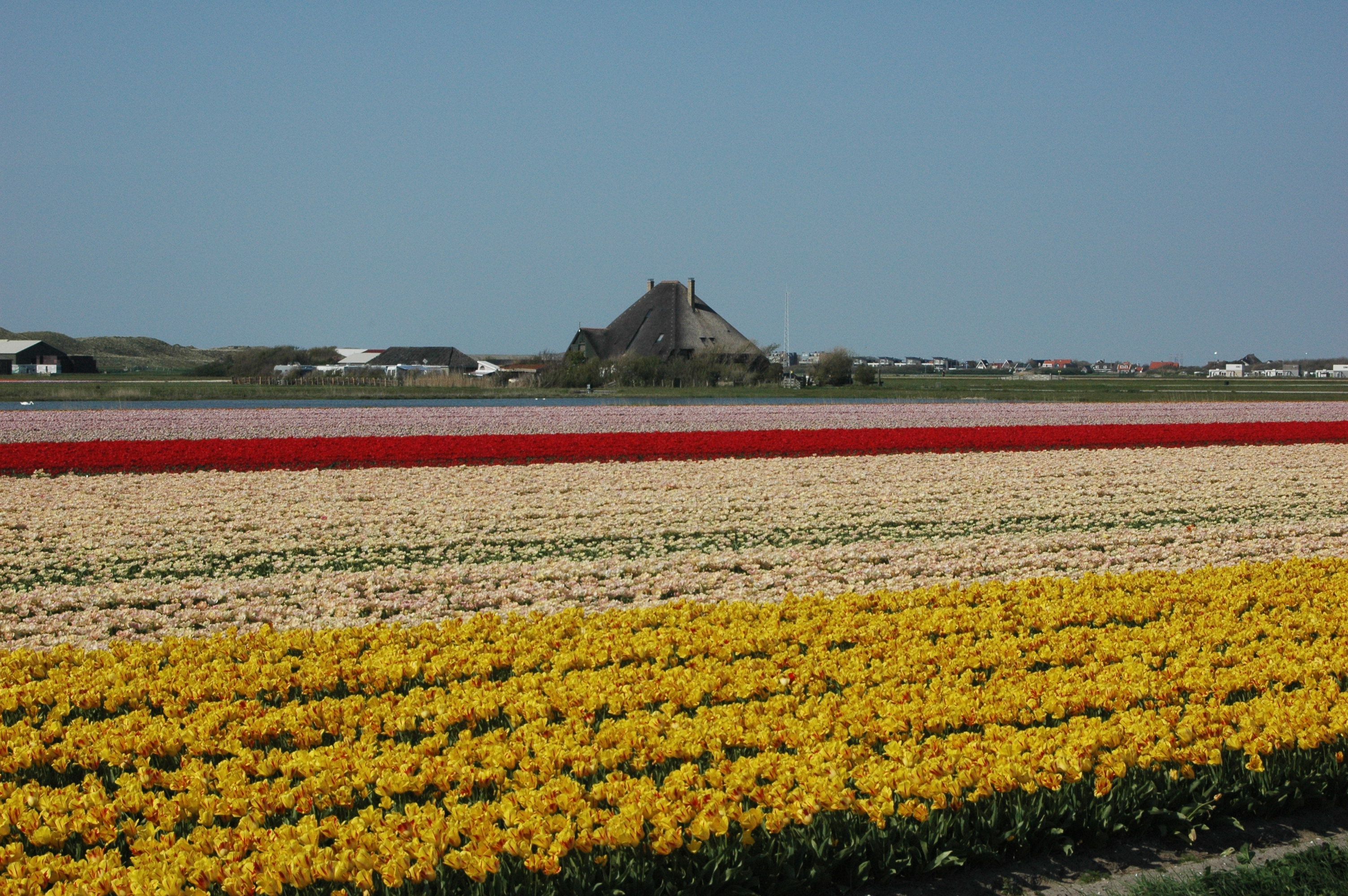 Blumenlandschaft direkt am Küstenort